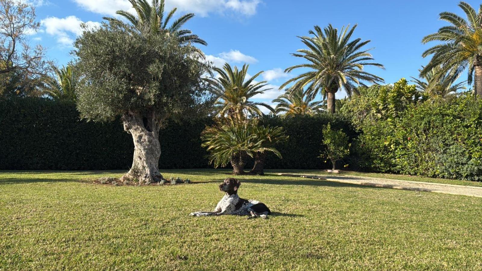 La Calma Espectacular Villa Con Jardin Y Piscina En Menorca S'Algar Buitenkant foto