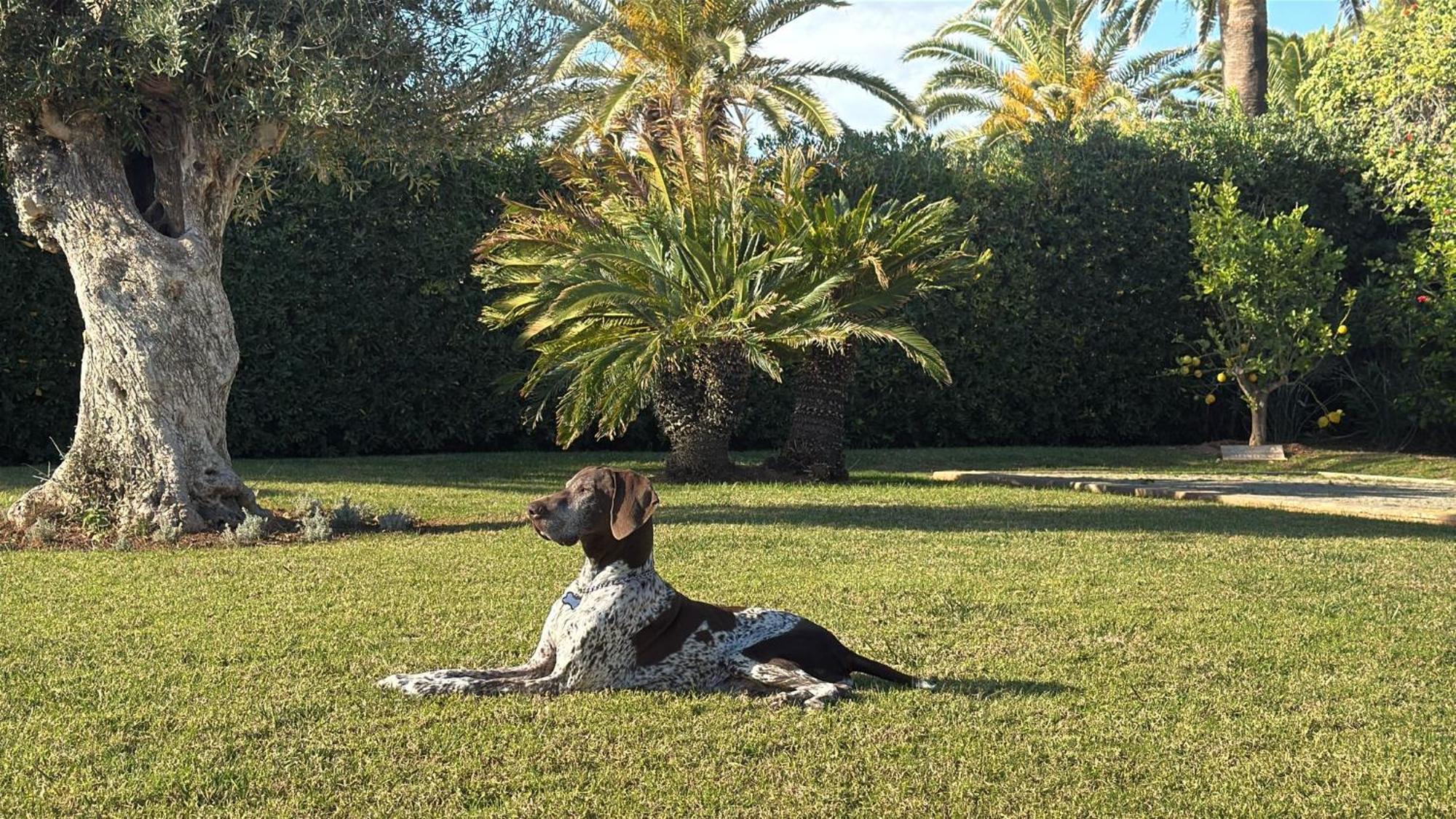 La Calma Espectacular Villa Con Jardin Y Piscina En Menorca S'Algar Buitenkant foto